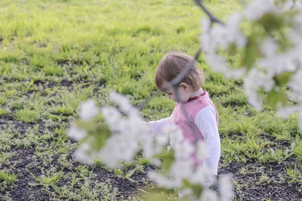 Nyugodt Gyermek Játszik Egy Zöld Rét Alatt Egy Virágzó Fehér — Stock Fotó