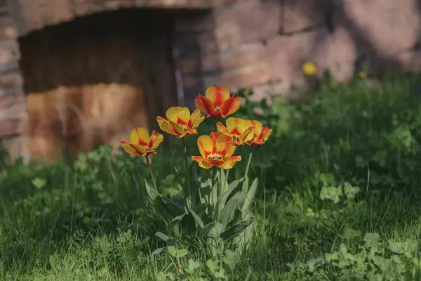 Red yellow poppies on the green grass next to the old wall