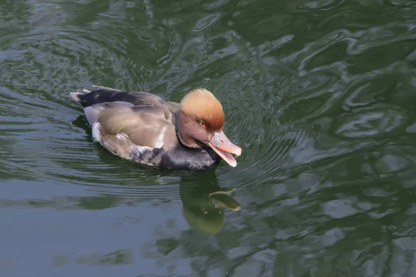 Rötlich Graue Ente Mit Roten Augen Und Ernstem Gesichtsausdruck Schwimmt — Stockfoto