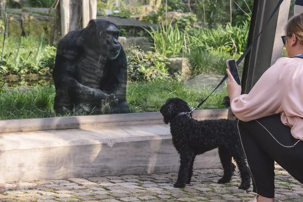 bir köpek ile kadın alır büyük bir maymun resmi bir hayvanat bahçesi şehir Halle (Saale), Almanya, 04/21/2018
