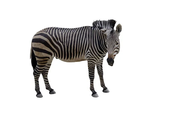 Zebra Animal Listras Preto Branco Inclinado Cabeça Isolado Fundo Branco — Fotografia de Stock