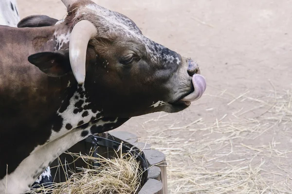 large breeding cow with big horns licks after eating