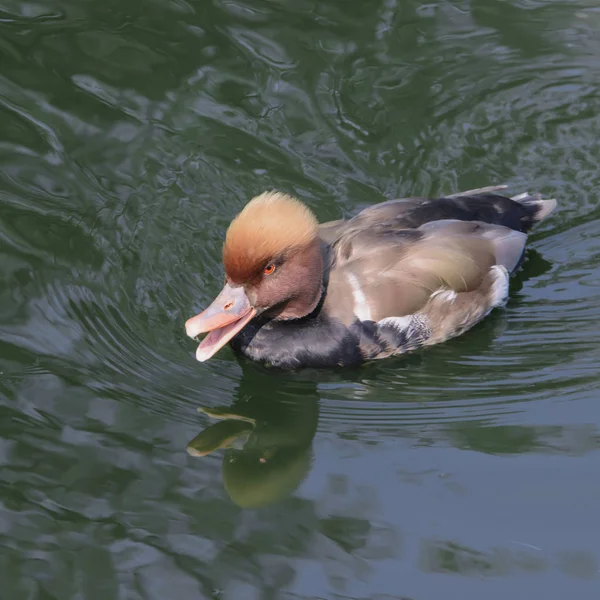 Canard Gris Rougeâtre Aux Yeux Rouges Une Expression Sérieuse Flotte — Photo