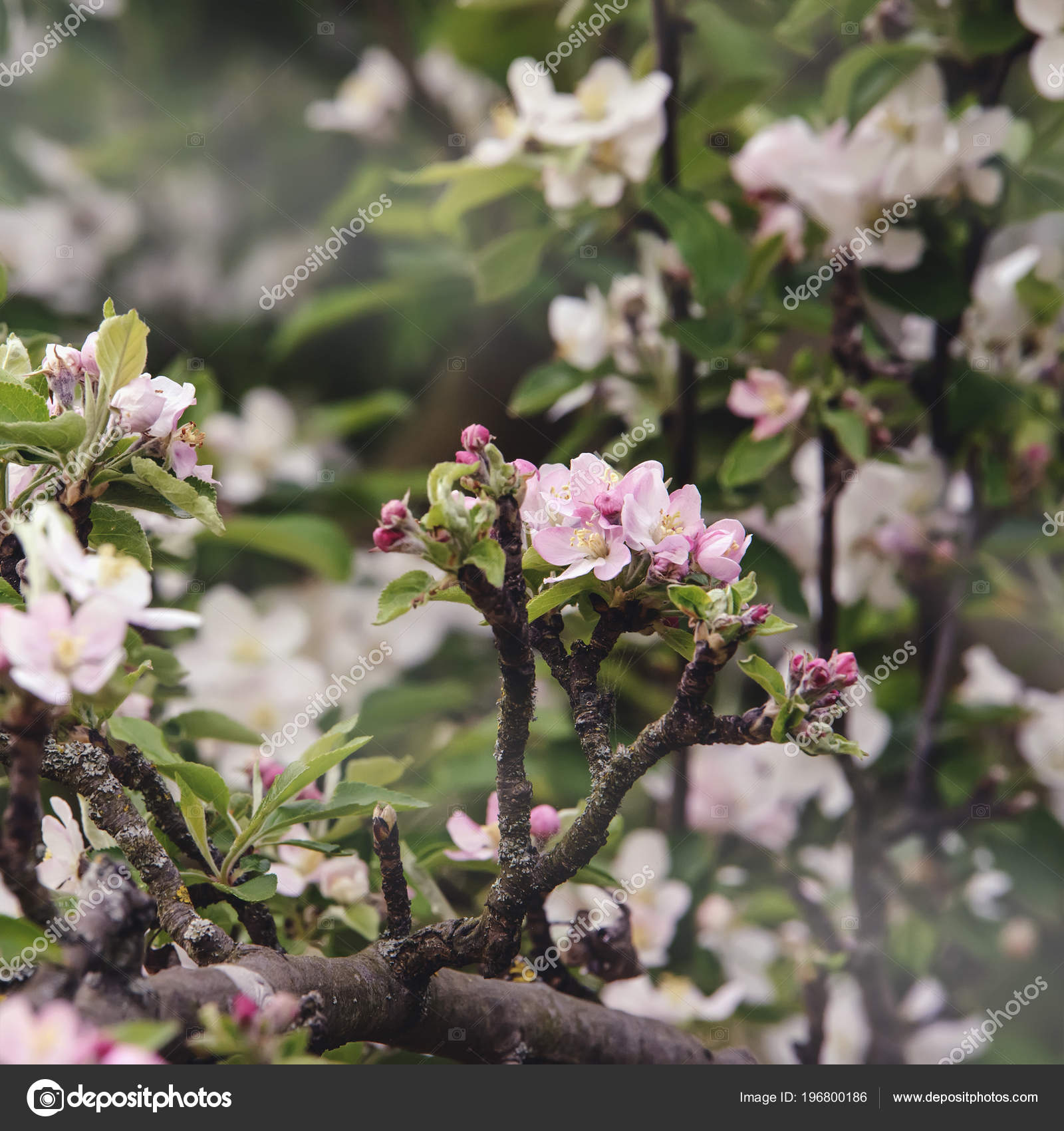 Floraison Fleurs Roses Blanches Sur Vieil Arbre Grosse Pomme