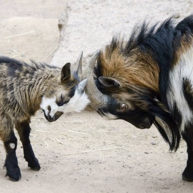 kavramsal çatışma görüntüsünü, iki genç ve yaşlı keçi azgın vardır