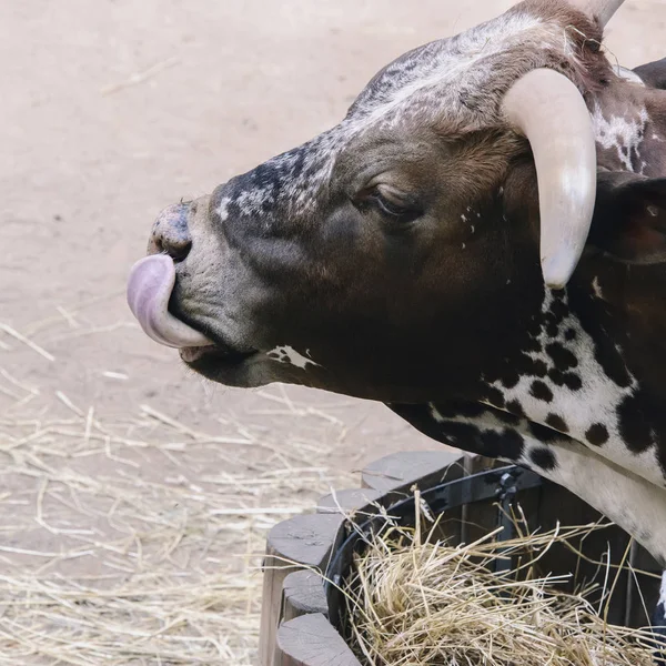 large breeding cow with big horns licks after eating