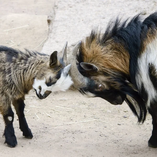 kavramsal çatışma görüntüsünü, iki genç ve yaşlı keçi azgın vardır