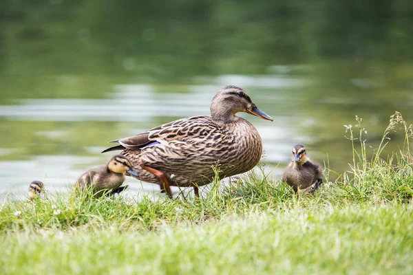 Hermoso Pato Adulto Sale Del Agua Orilla Estanque Con Patitos —  Fotos de Stock