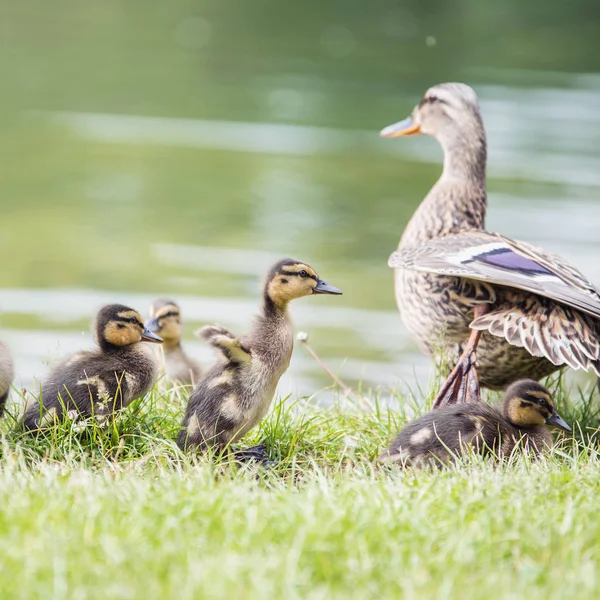 Pequeño Patito Esponjoso Sacude Gotas Agua Orilla Estanque Rodeado Por — Foto de Stock