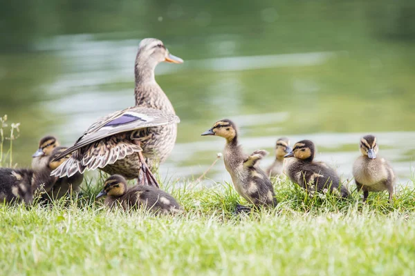 Små Fluffiga Ankungen Skakar Bort Droppar Vatten Stranden Damm Omgiven — Stockfoto