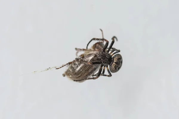 Duże Spider Spins Internetowych Pająk Chrząszcza Złowionych Przez Makro Białym — Zdjęcie stockowe