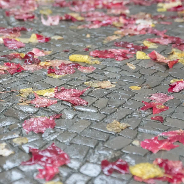 Red Yellow Autumn Leaves Beautifully Lie Wet Pavement Rain Autumn — Stock Photo, Image
