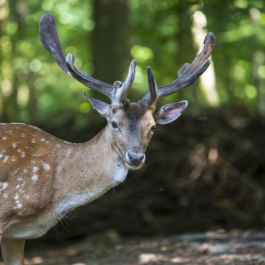güzel benekli geyik büyük dallı boynuzları olan caddenin mesafe içine görünüyor