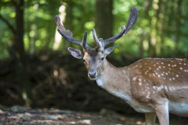 güzel benekli geyik büyük dallı boynuzları olan caddenin mesafe içine görünüyor