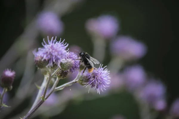 Honungsbiet Samlar Nektar Från Stor Lila Blomma — Stockfoto