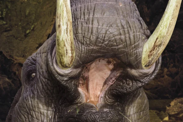 大象牙和巨大张开口的童话动物怪兽的抽象形象 — 图库照片