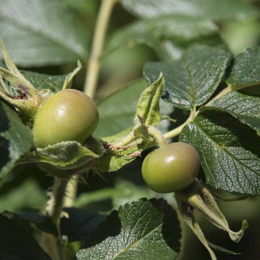 Üzerinde yeşil bir çalı genç yeşil domates meyve olgunlaştırmak