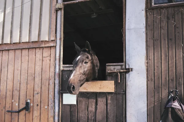 一个美丽的棕色马站在一个稳定的马厩在农场的肖像 — 图库照片