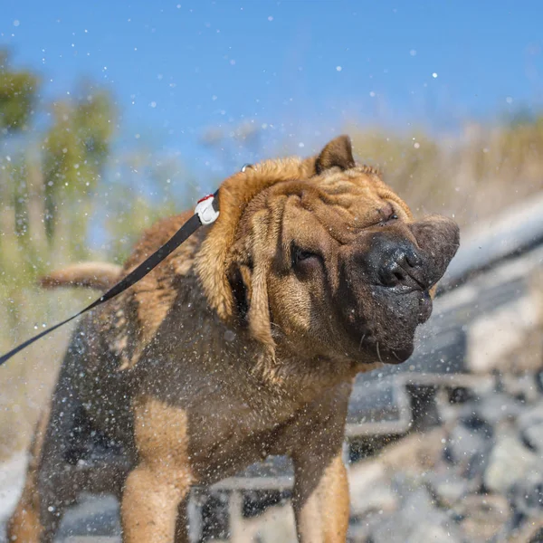 Anjing Dari Ras Sharpei Menggoyangkan Wol Dari Tetesan Air — Stok Foto