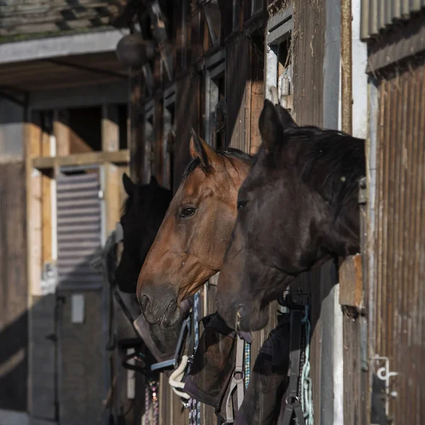 Gruppe Reinrassig Schöner Pferde Steht Einem Stall Einem Stall — Stockfoto