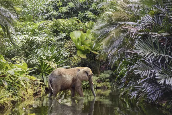 Elefante Grande Camina Largo Del Canal Río Pintoresco Selva Verde — Foto de Stock