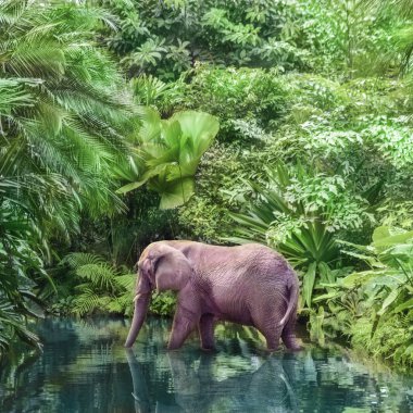 büyük pembe fil yeşil ormanın ortasında pitoresk bir nehir kanal boyunca yürür