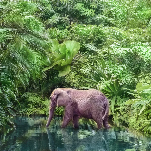 Grote Roze Olifant Wandelingen Langs Het Kanaal Van Een Schilderachtige — Stockfoto