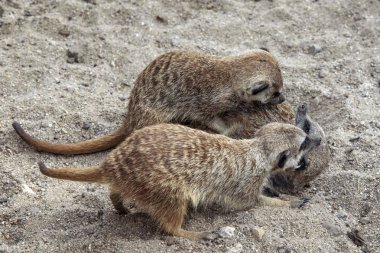 Gophers sırasında kum üzerinde bahar evlilik oyunları 