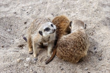 Gophers sırasında kum üzerinde bahar evlilik oyunları 