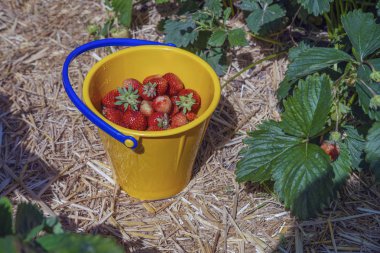 Sarı plastik kova standında kırmızı taze toplanmış çilek