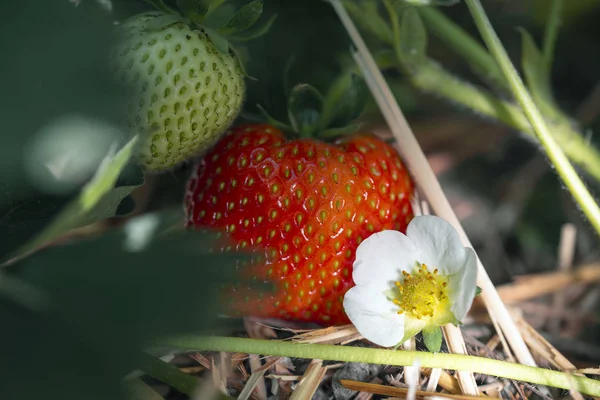 Rote Erdbeere in natürlicher Umgebung unter grünen Blättern — Stockfoto