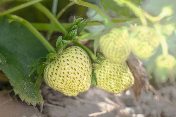 Fresas de maduración verde en ambiente natural bajo l verde — Foto de Stock