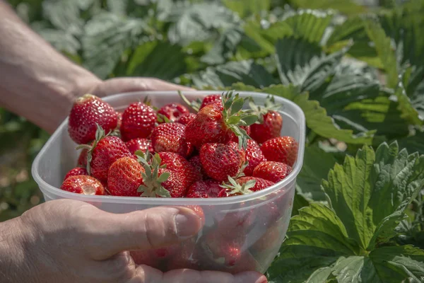 Caja de fresas rojas maduras sostenidas en las manos en un campo de fresas — Foto de Stock