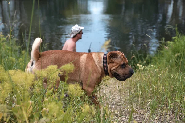Shar Pei cão na margem do rio no verão com um pescador no — Fotografia de Stock