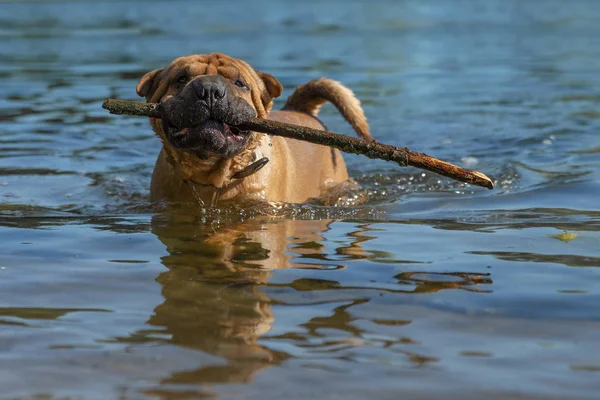 Shar Pei dog out of the water with a stick in his teeth. — Stock Photo, Image