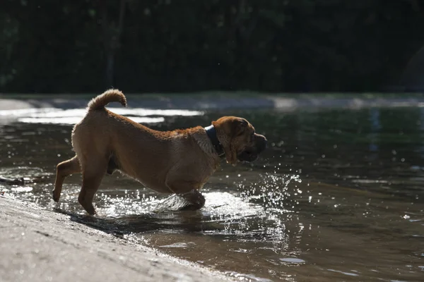 Shar Pei köpek bir şehir parkı suya çalışır. — Stok fotoğraf