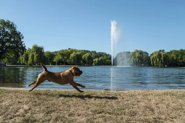 Peissnitz nyilvános Park szökőkút a város Halle (Saale), GER — Stock Fotó