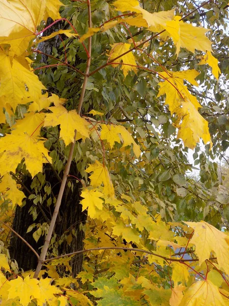 Automne Jaune Feuillage Érable Arbre Bush Branches Arbre Sculpté Bush — Photo