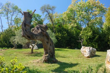 eski zeytin ağacının gövde