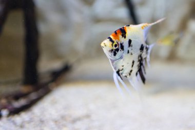 akvaryum renkli balıklar