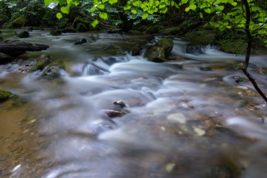 Dağ nehir - kalın yeşil orman, Bistriski Vintgar, Slovenya akan dere