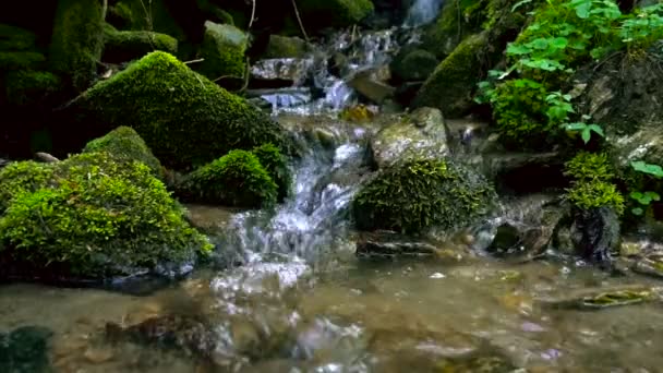 Río de montaña - arroyo que fluye a través de un espeso bosque verde, Bistriski Vintgar, Eslovenia — Vídeo de stock