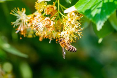 Bal arısı ıhlamur çiçek, API'ları Carnica