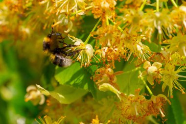 Bumblebee ıhlamur çiçek içinde