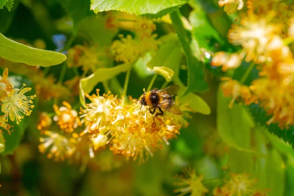 Bumblebee ıhlamur çiçek içinde