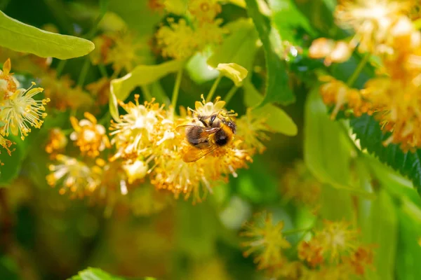 Bumblebee ıhlamur çiçek içinde