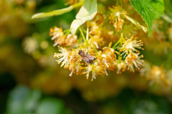 Bal arısı ıhlamur çiçek, API'ları Carnica