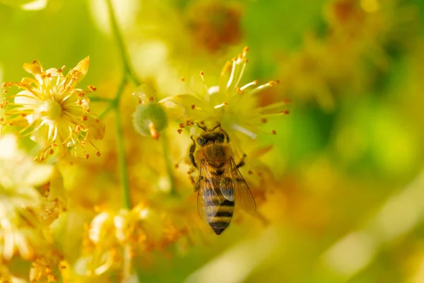 Honey bee in Linden Flowers, Apis Carnica — Stock Photo, Image