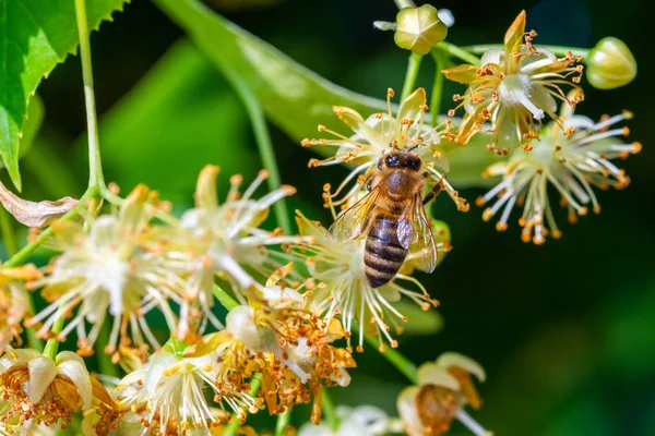 Honey bee in Linden Flowers, Apis Carnica — Stock Photo, Image