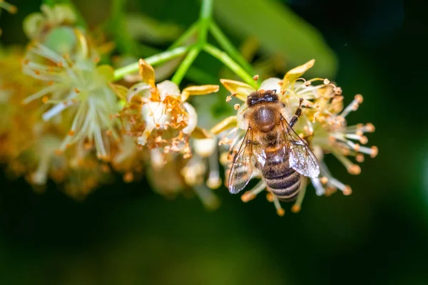 Honey bee in Linden Flowers, Apis Carnica — Stock Photo, Image